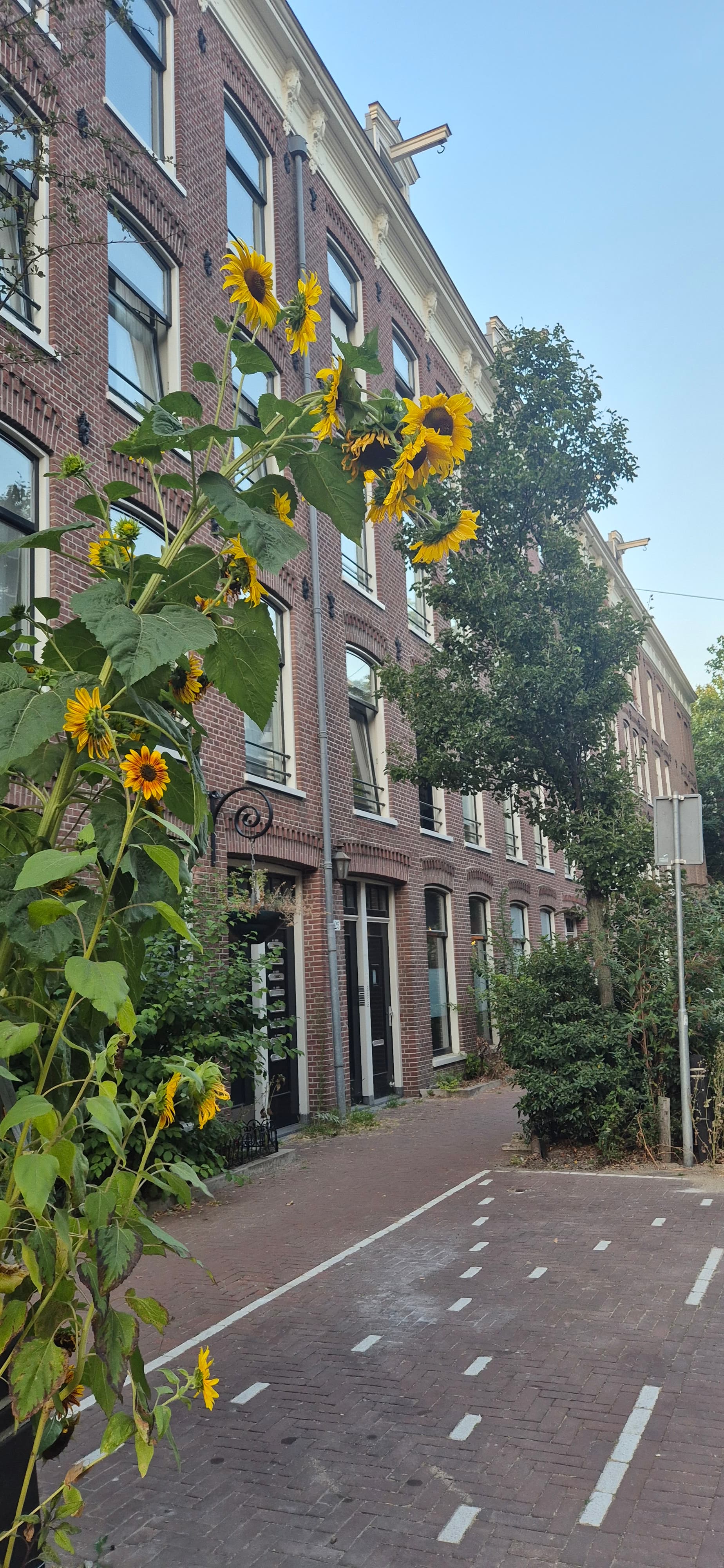 Frans Halsstraat 46, Amsterdam