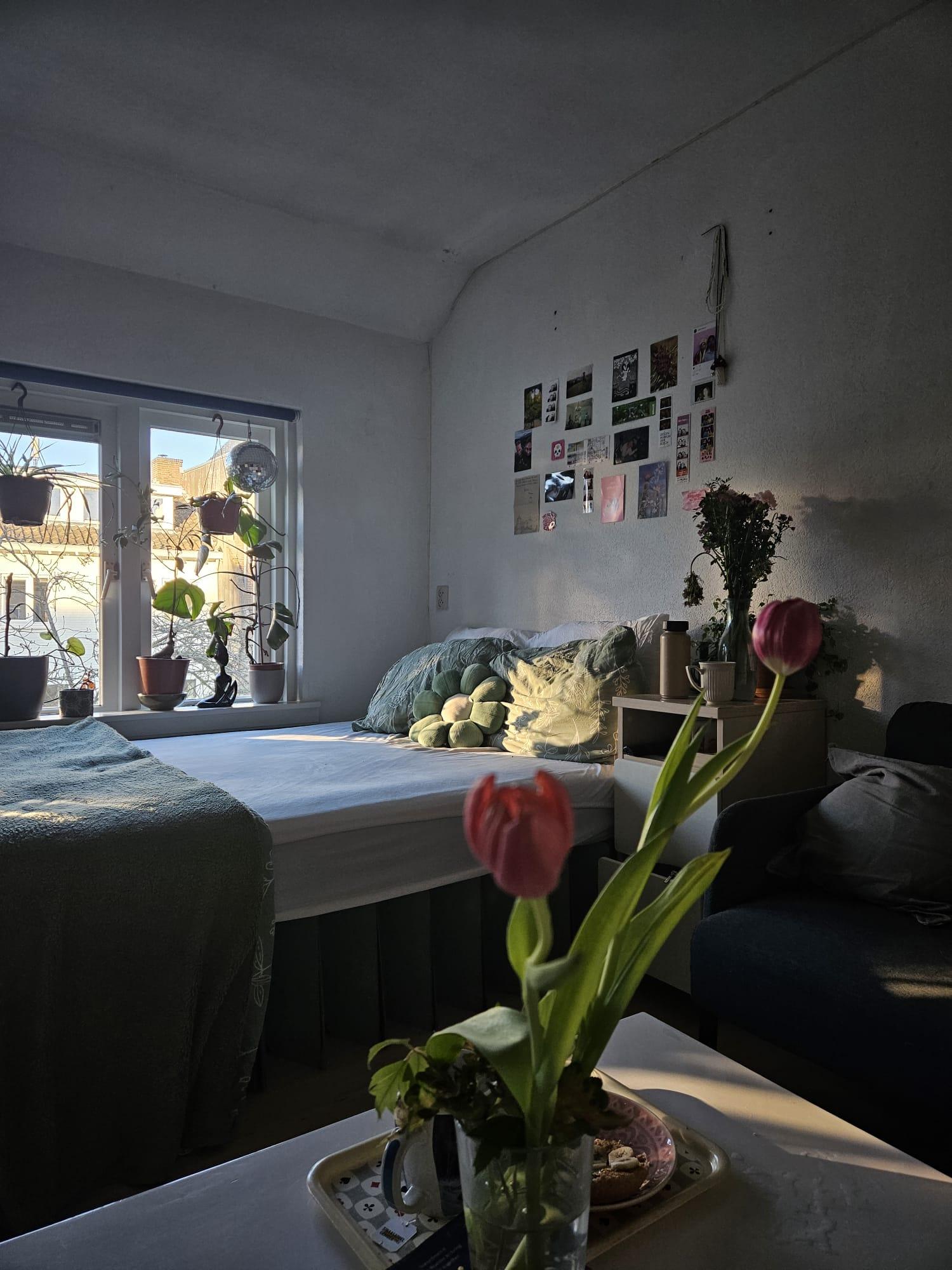 show all photos of Maaslandstraat