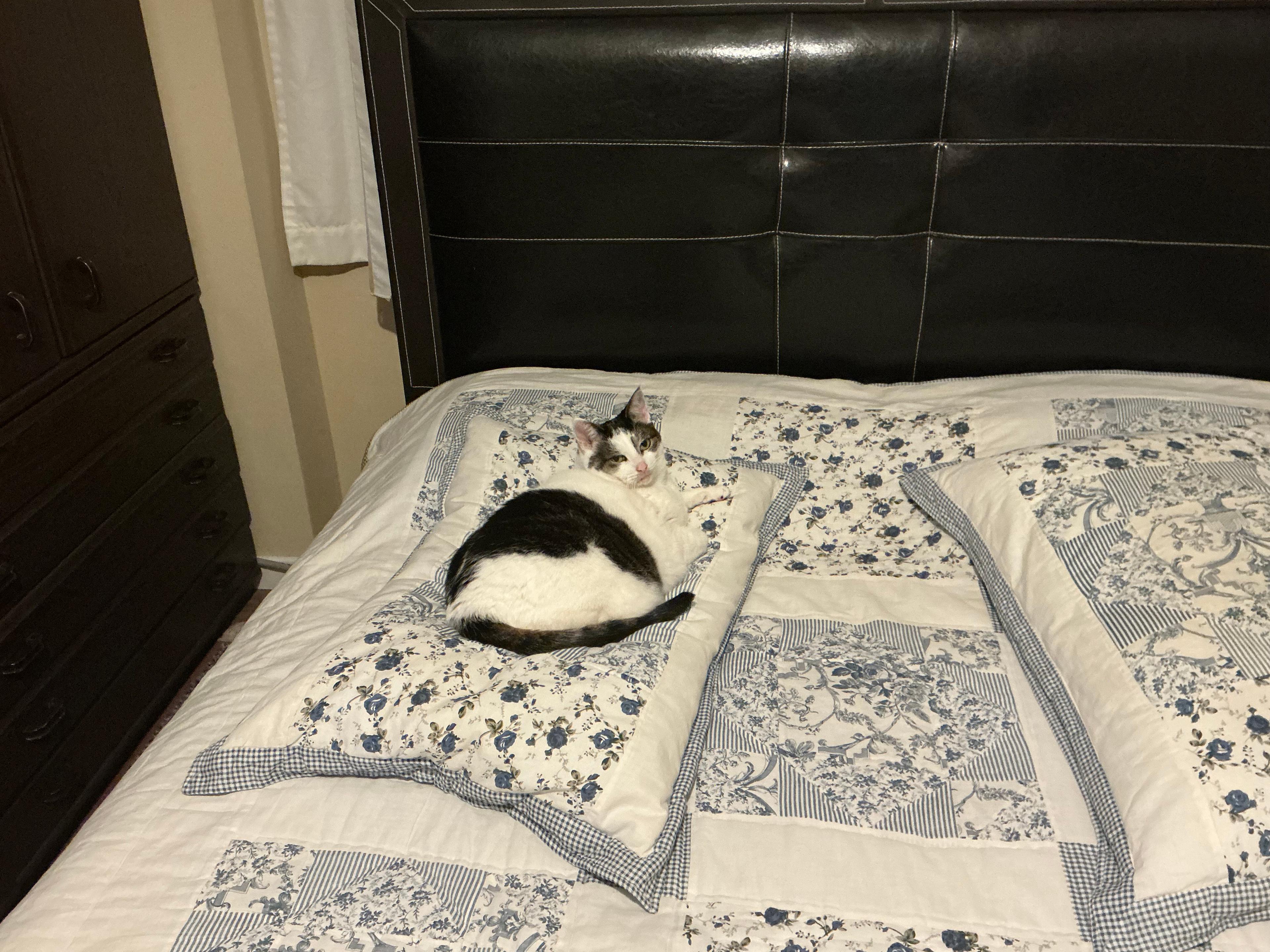 show all photos of Van Oldenbarneveldtstraat