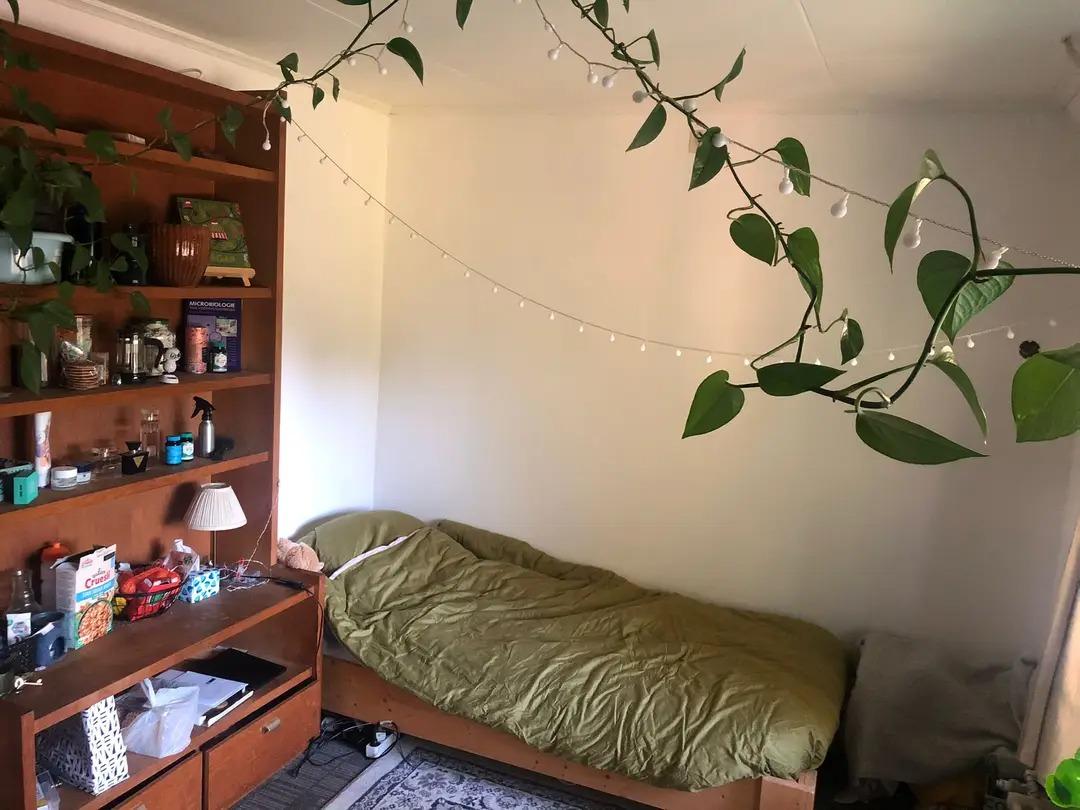 show all photos of Wilhelminastraat