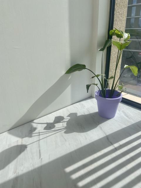 show all photos of Hugo de Vrieslaan